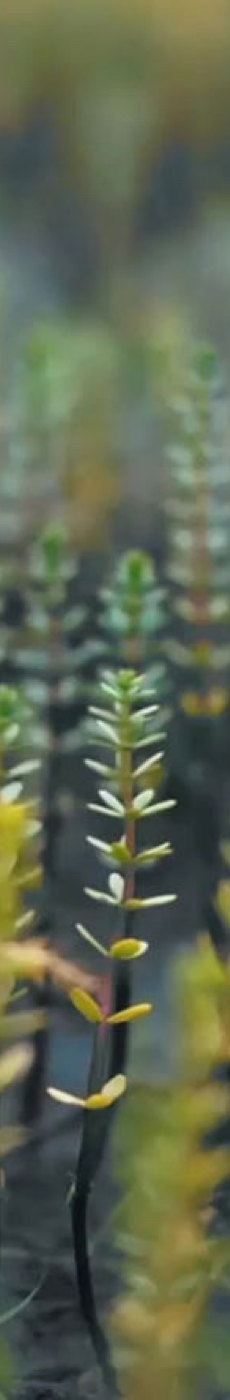Close-up of tall, slender plants with green and yellowish leaves, blurred background.