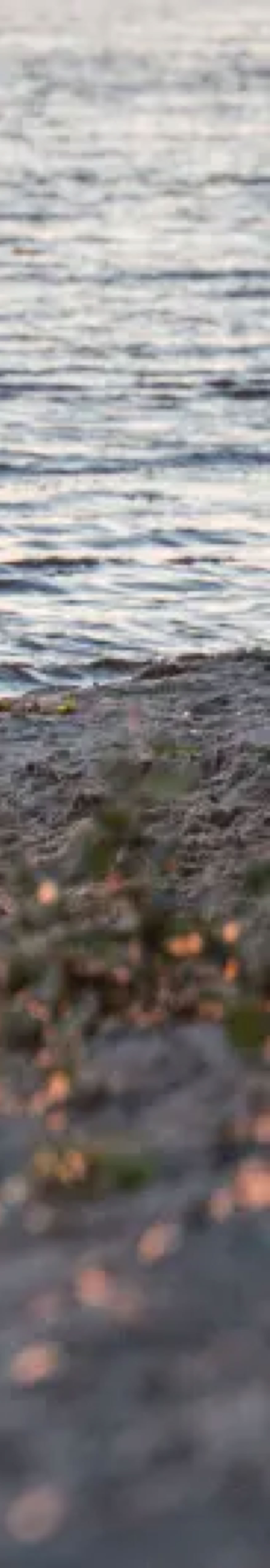A sandy beach with small plants in the foreground, and a body of water reflecting the setting sun in the background.